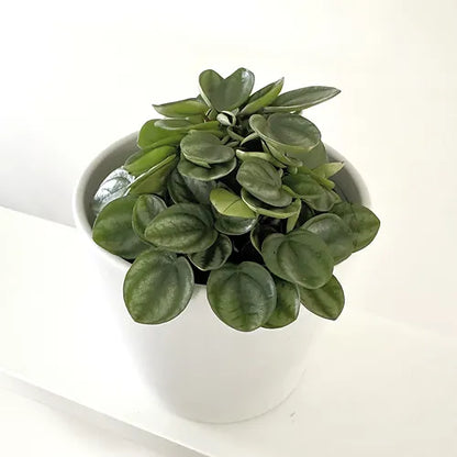 Peperomia 'Royal Princess'