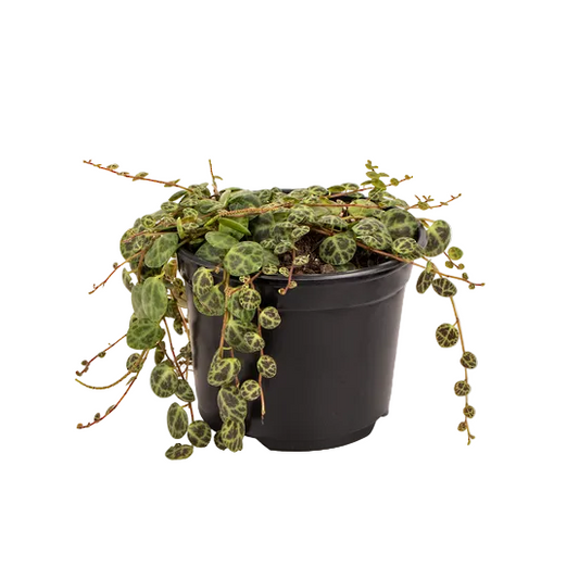 Peperomia 'String of Turtles' 12cm