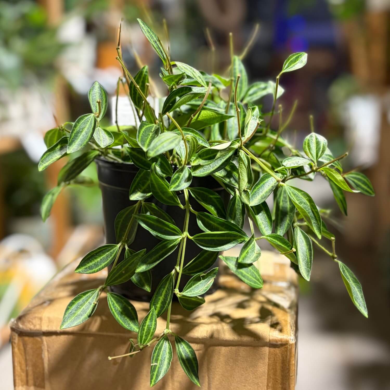 A potted trailing houseplant with narrow green leaves featuring light cream stripes. This is potted in a 12cm nursery pot. Visit us instore on Fort Lane CBD