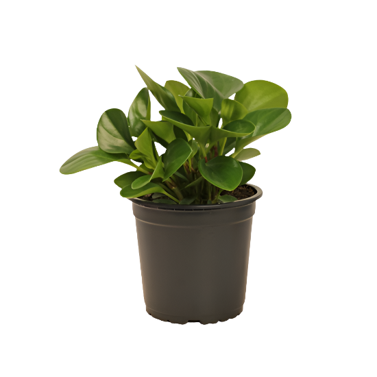 Peperomia obtusifolia