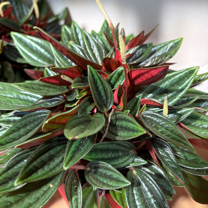 Peperomia Rosso Indoor Plant - Tolerates Low Light