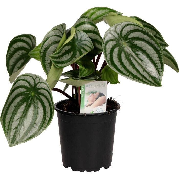 Peperomia 'Watermelon' 12cm