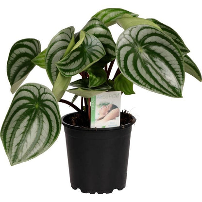 Peperomia 'Watermelon' 12cm