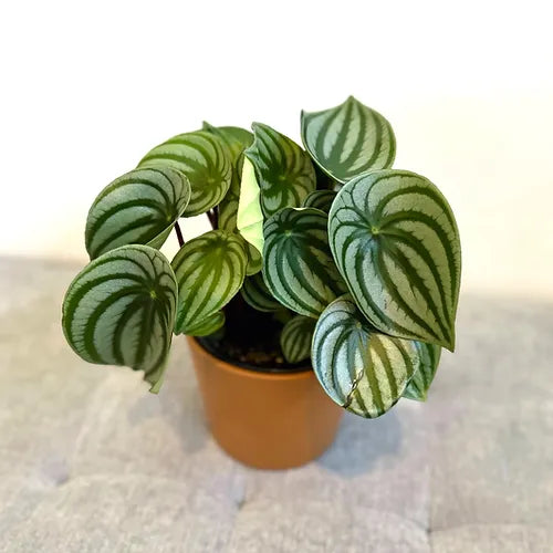 Peperomia 'Watermelon'