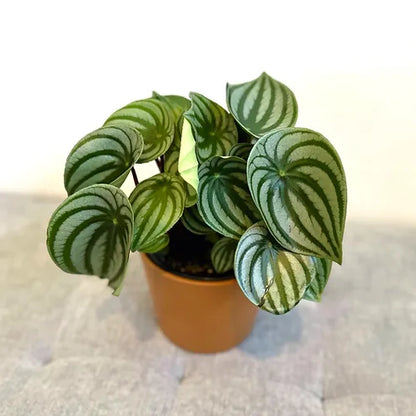 Peperomia 'Watermelon'