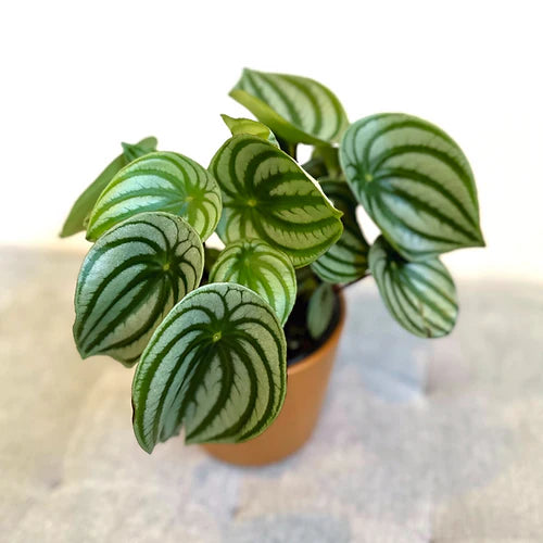 Peperomia 'Watermelon'