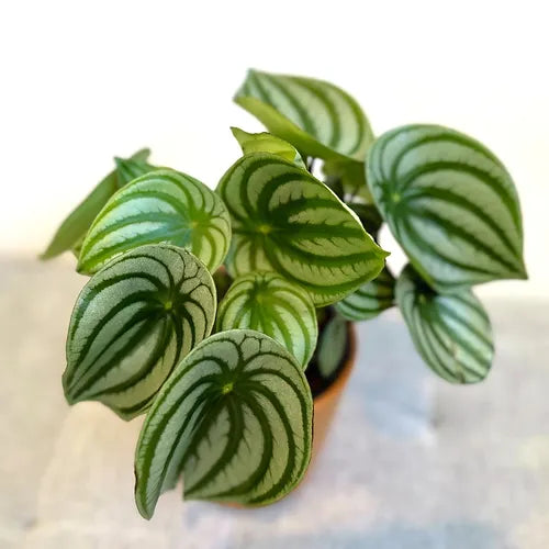 Peperomia 'Watermelon'