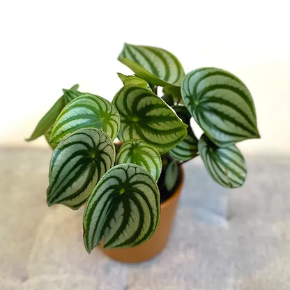 Peperomia 'Watermelon'