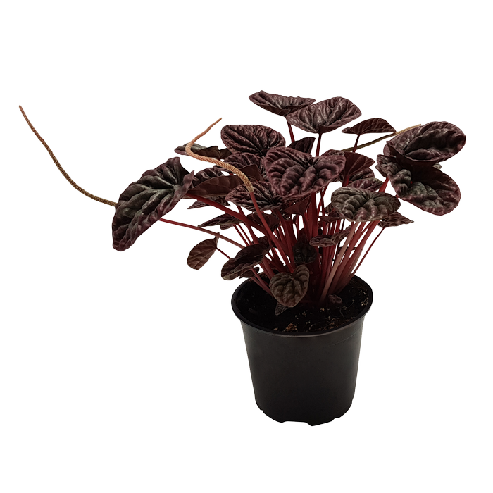 Peperomia 'Burgundy' 12cm