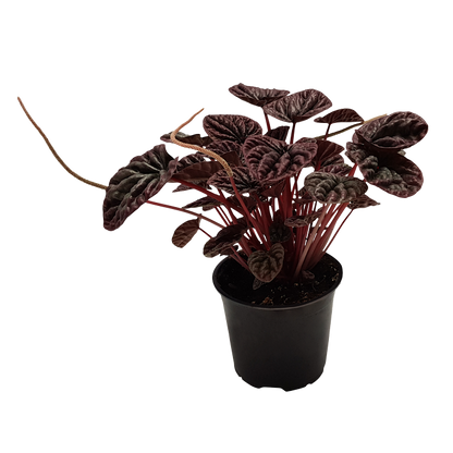 Peperomia 'Burgundy' 12cm