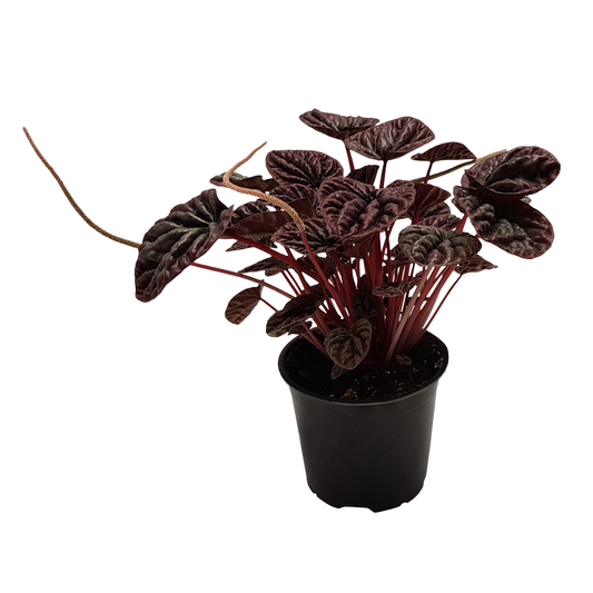 Peperomia 'Burgundy' 12cm