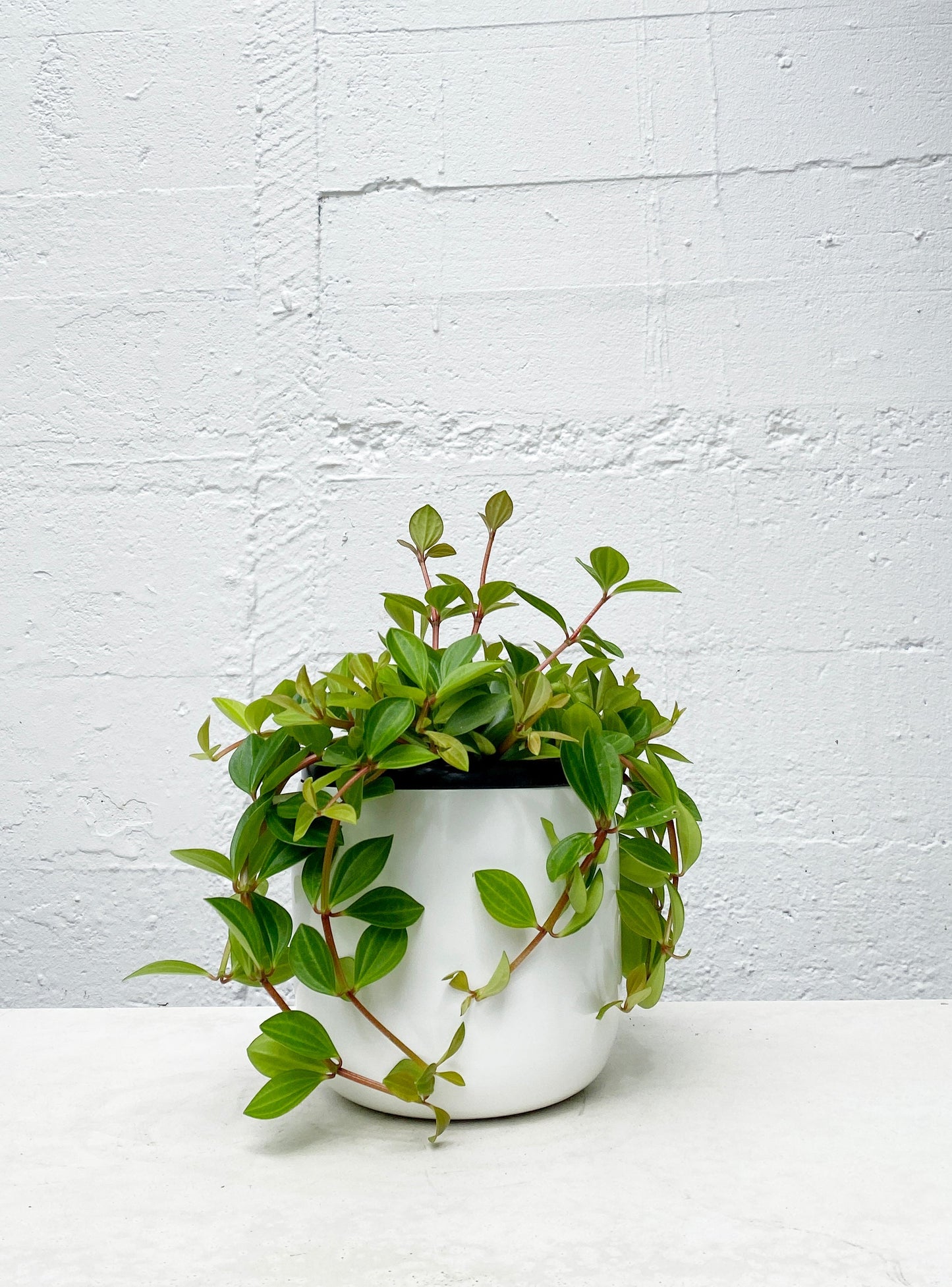 Peperomia 'Rocca Verde'