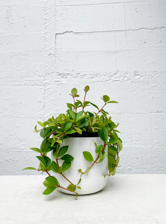 Peperomia 'Rocca Verde'