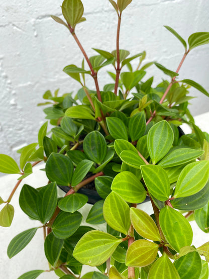 Peperomia 'Rocca Verde'