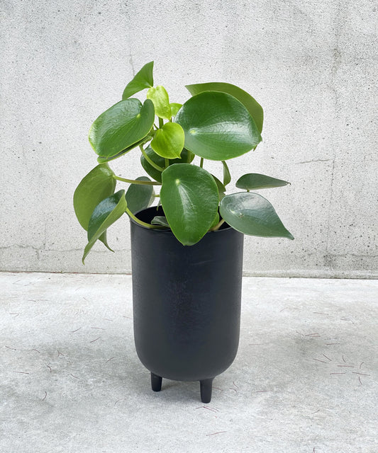 Peperomia polybotrya ‘raindrop’