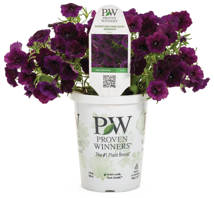 Proven Winners: Petunia Supertunia Mini Vista 'Midnight'