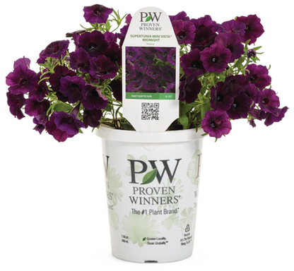 Proven Winners: Petunia Supertunia Mini Vista 'Midnight'