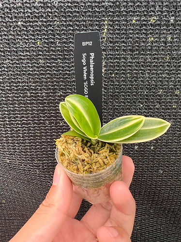 Phalaenopsis Sogo Vivien 'SOGO F858' (variegata & peloric)