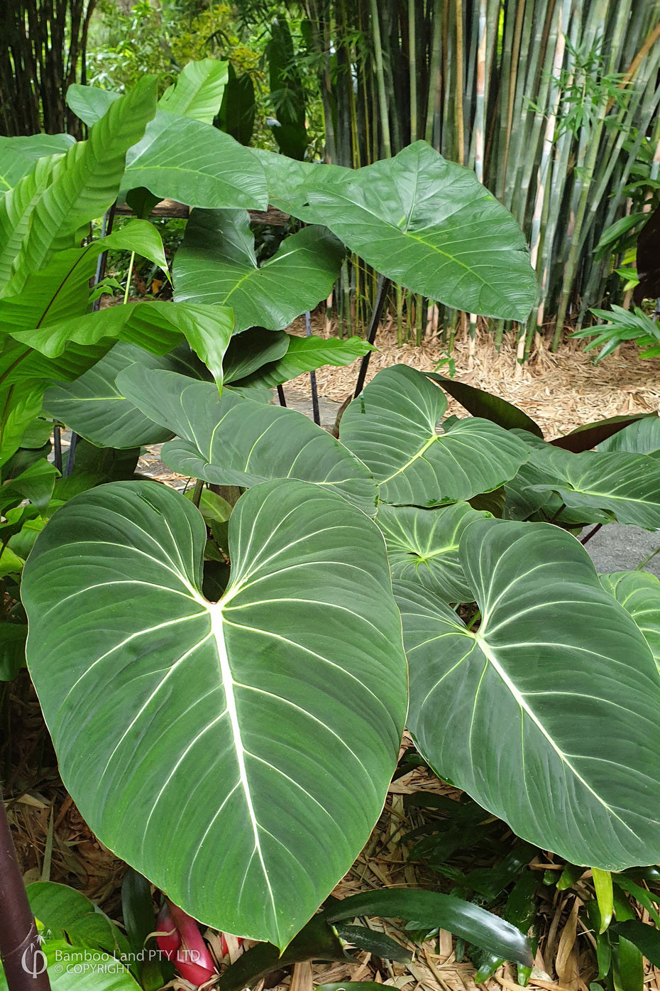 gloriosum philodendron nz Philodendron Gloriosum – Jungle Story