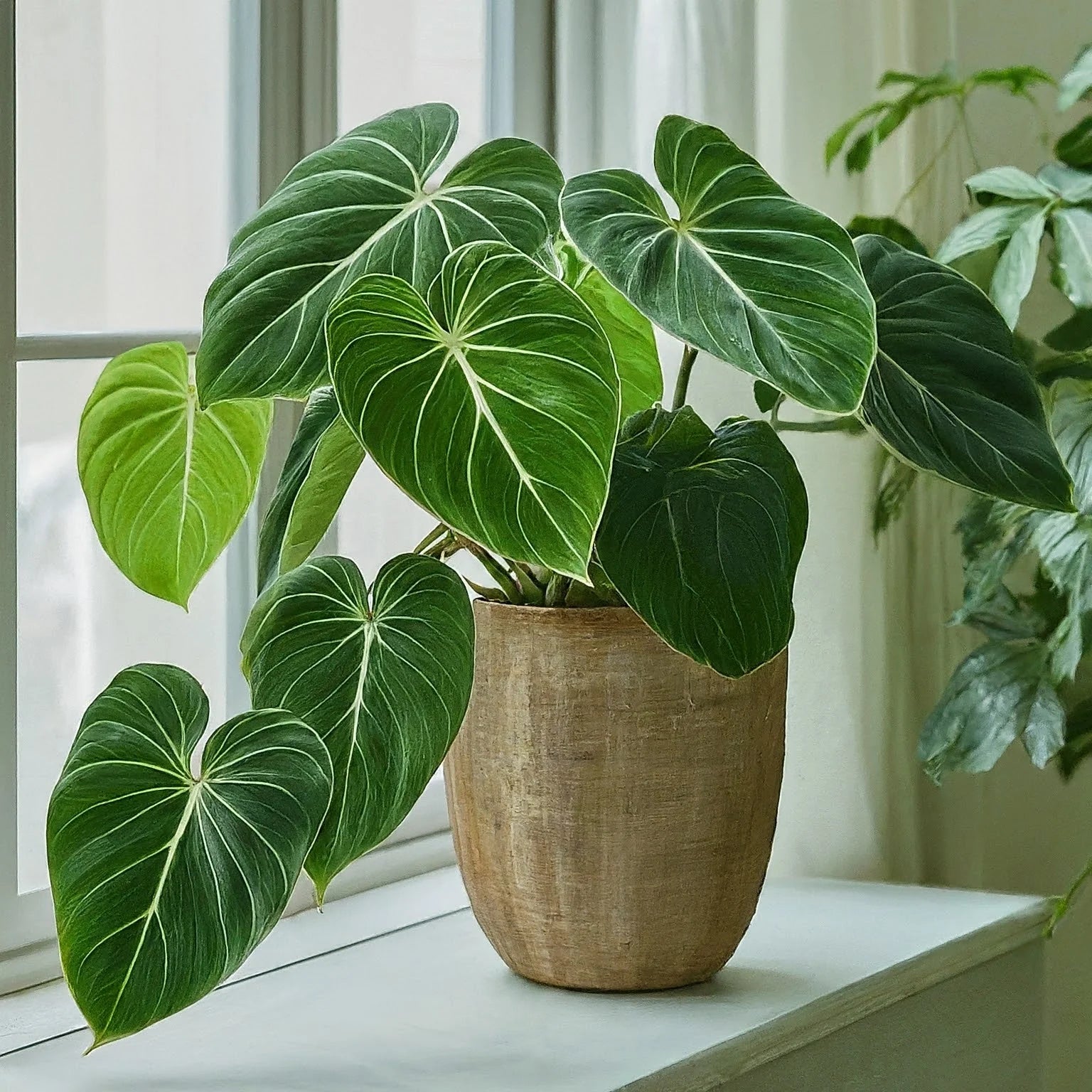 philodendron gloriosum nz Philodendron Gloriosum – Jungle Story