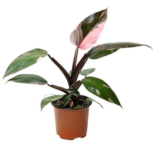 renauxii philodendron Philodendron renauxii – Jungle Story