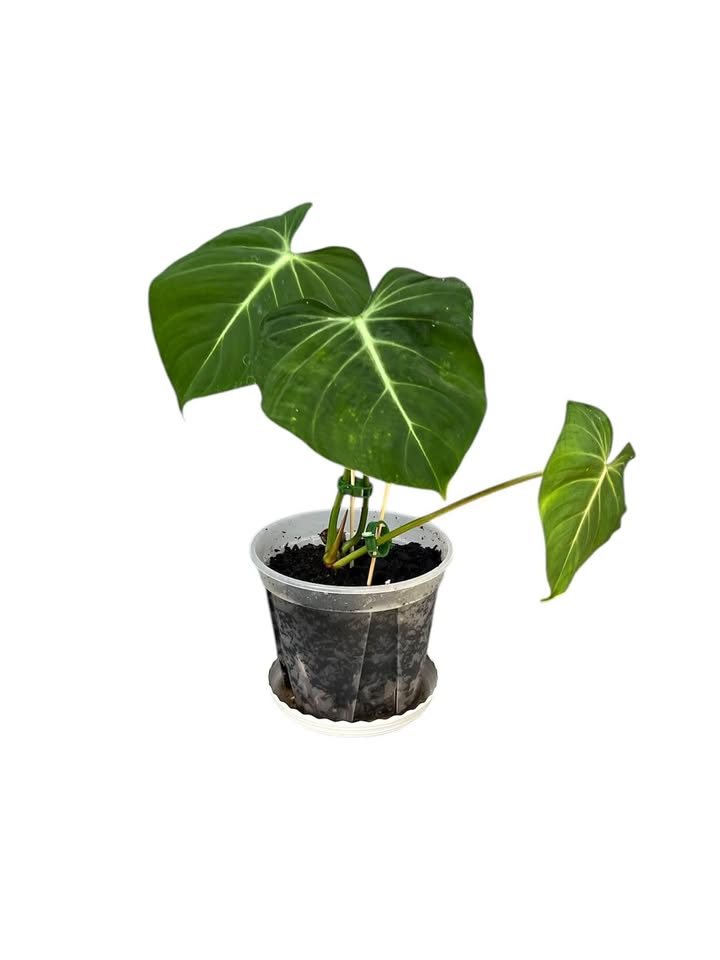 Philodendron Gloriosum