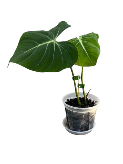 Philodendron Gloriosum