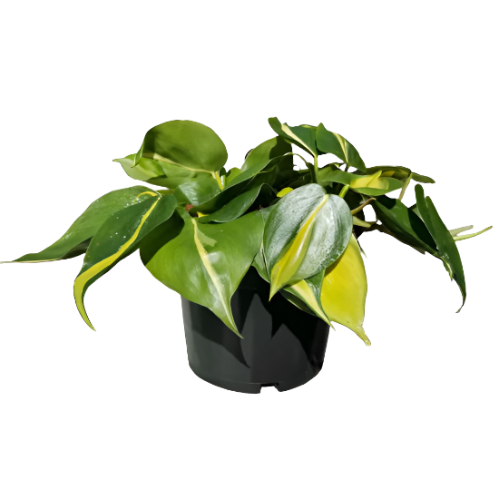 brasil philodendron nz Philodendron 'Brasil' – Jungle Story