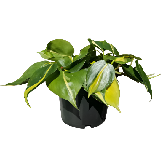 Philodendron 'Brasil'