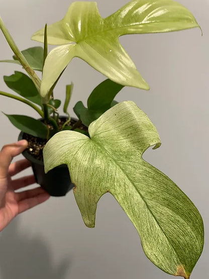 Philodendron 'Florida Ghost'