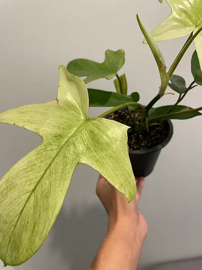 Philodendron 'Florida Ghost'