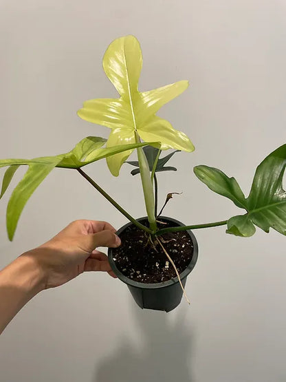 Philodendron 'Florida Ghost'