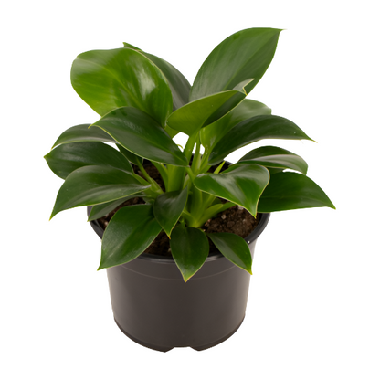 Philodendron 'Green Princess'