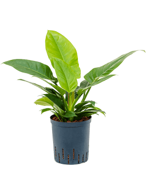 Philodendron 'Imperial Green'