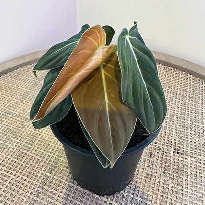 Philodendron 'Black Gold'