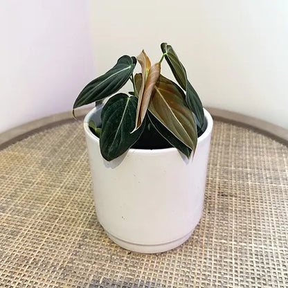 Philodendron 'Black Gold'