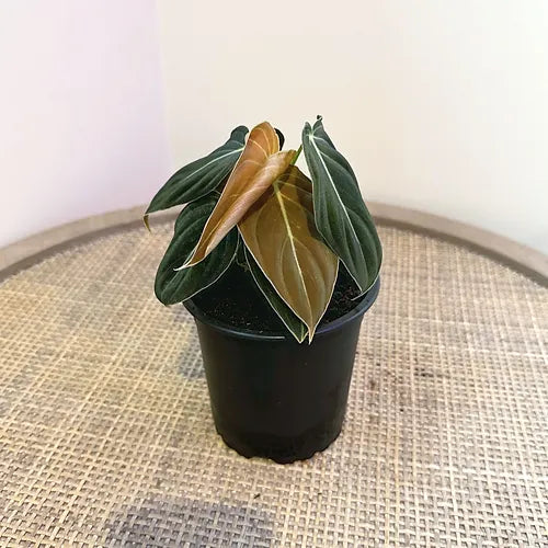 Philodendron 'Black Gold'