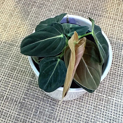 Philodendron 'Black Gold'