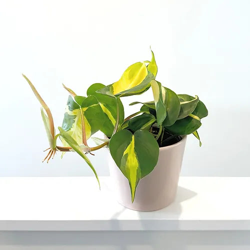 Philodendron 'Brasil'