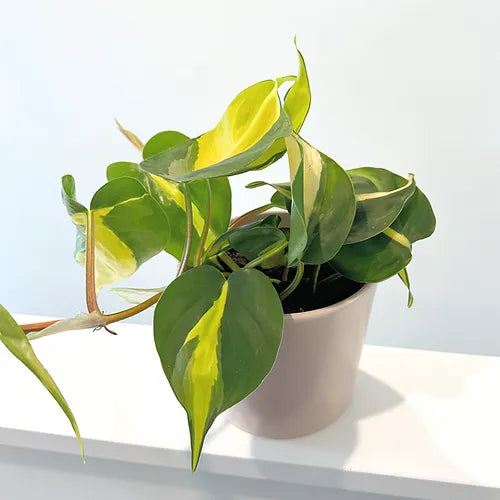 Philodendron 'Brasil'