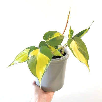 Philodendron 'Brasil'