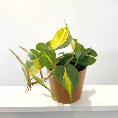 Philodendron 'Brasil'