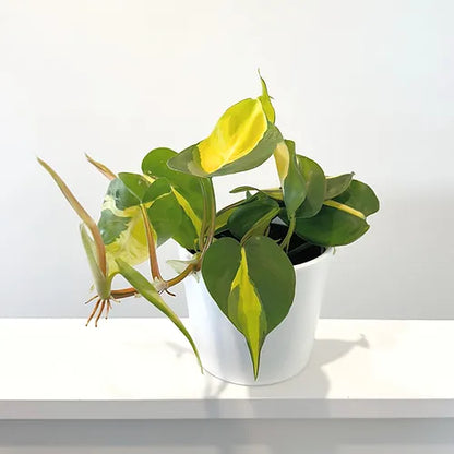 Philodendron 'Brasil'