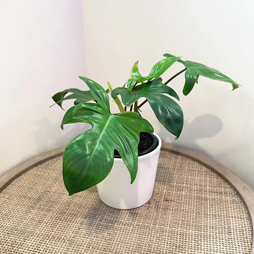 Philodendron 'Florida'