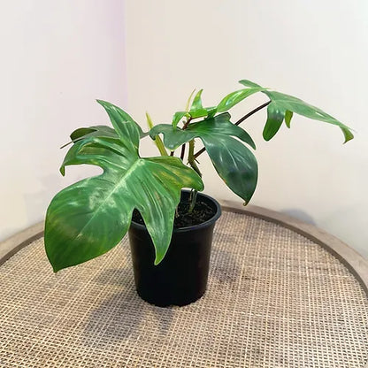 Philodendron 'Florida'