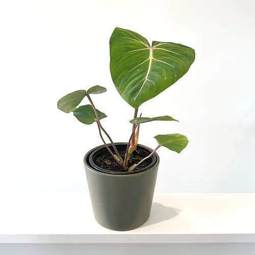 Philodendron 'Gloriosum'