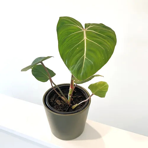 Philodendron 'Gloriosum'