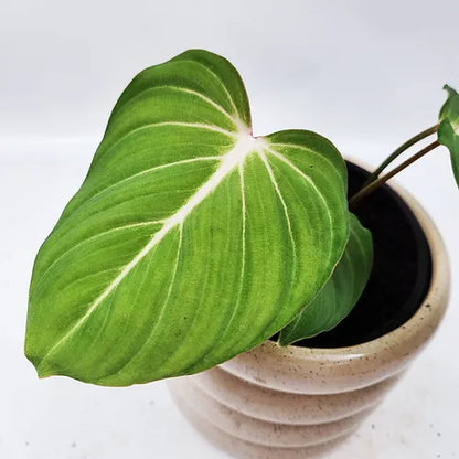 Philodendron 'Gloriosum'