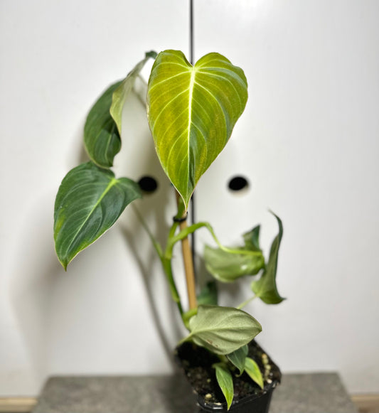 Philodendron 'Glorious'