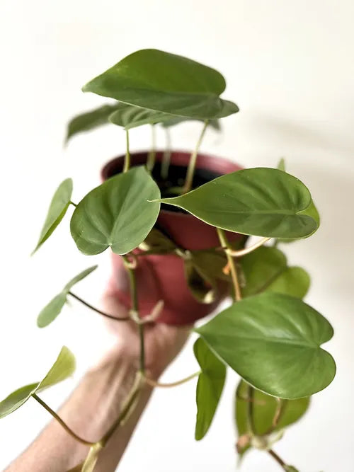 Philodendron 'Heartleaf'